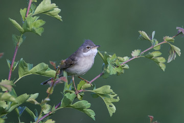 Common whitethroat (Sylvia communis)