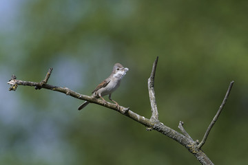 Common whitethroat (Sylvia communis)
