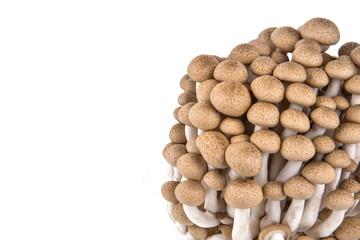 Fototapeta na wymiar shimeji mushrooms brown varieties isolated on white background
