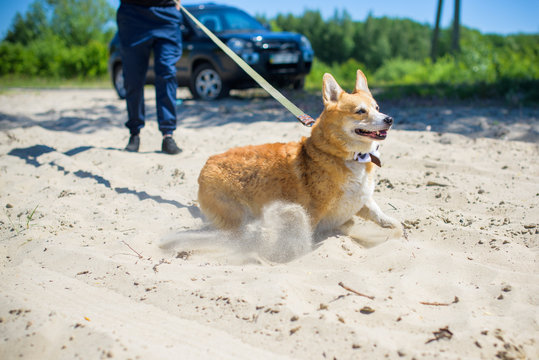 English Fashionable Breed Of Corgi Dogs. Favorite Breed Of The Queen Of England. Human Best Friend 