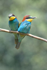 Fototapeta na wymiar Couple of bee-eaters curled up