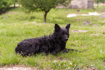 Croatian shepherd dog in the field. Black dog in nature, outdoors.