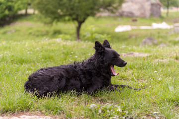 Croatian shepherd dog in the field. Black dog in nature, outdoors.