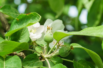 Obraz premium Young ovary of Apple fruit (lat. Malus domestica) early summer varieties of Melba