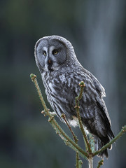 Great grey owl (Strix nebulosa)