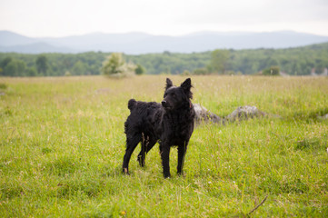 Croatian shepherd dog in the field. Black dog in nature, outdoors. - obrazy, fototapety, plakaty