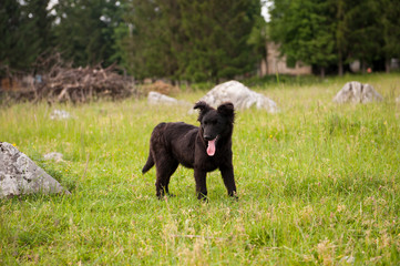 Small black puppy in the field. Green grass. Outdoor.