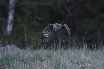 Great grey owl (Strix nebulosa)