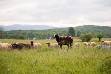 Naklejka na ściany i meble Brown Sheep in a field with tall grass.