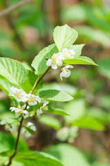 Flowering perennial shrub vines Actinidia colomicta (lat. Actinidia kolomikta), or slider