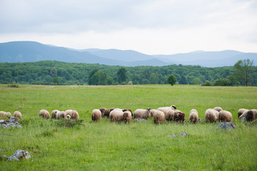 Fototapeta na wymiar Flock of sheep in a field. Green grass.