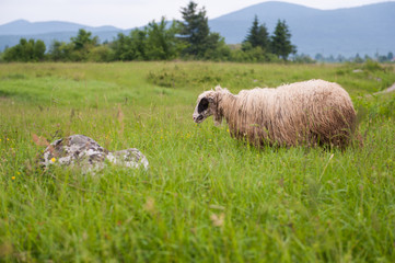 Obraz premium Sheep in a field with tall grass.