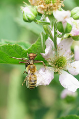 Spider-backed, or nesravnennoe backed or spider-family Thomisidae crab caught the bee (lat. Anthophila) on the garden BlackBerry flower (lat. Rubus)