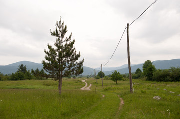 Rural landscape with tree and electric pole. 