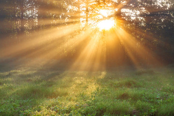 sun rays shine through trees