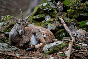 Faune sauvage - Chamonix