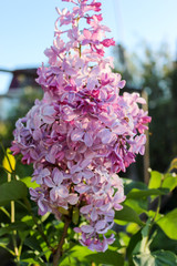 Obraz premium Blooming lilac close-up