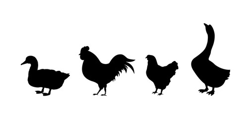 Vector silhouette of poultry.