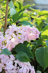 Blooming lilac close-up
