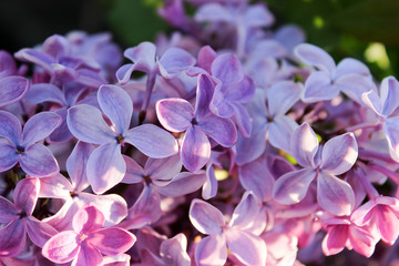 Blooming lilac close-up