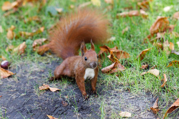 Naklejka na ściany i meble Curious red squirrel peeking with a fluffy tail on the ground lawn