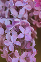 Naklejka na ściany i meble Blooming lilac close-up