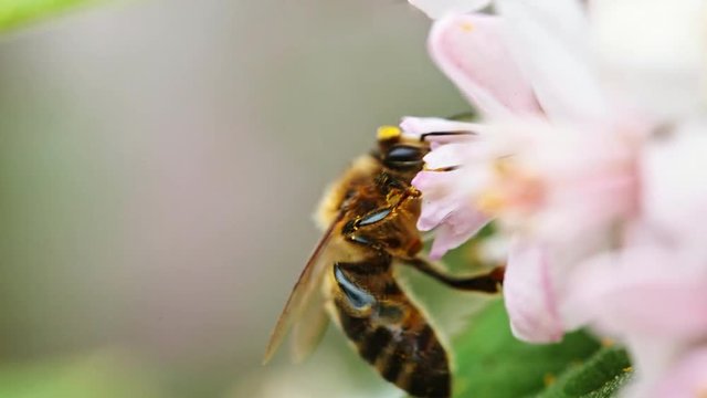 Biene best&auml;ubt Bl&uuml;te 