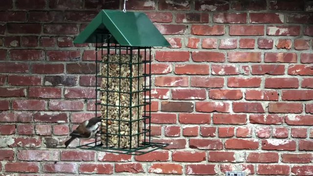 4K HD Video of one male sparrow bird eating from a bird feeder, brick wall background. Sparrows are a family of small passerine birds. They are also known as true sparrows
