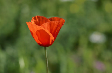 amapola roja en fondo verde desenfocado