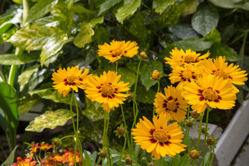 flores primaverales de colores llamativos
