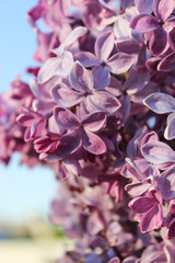 Blooming lilac close-up