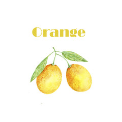 Watercolor orange fruit. Fresh illustration. Painting hand drawn art color juicy element on white background