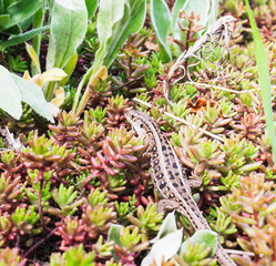 A female lizard among the plants. Candid.