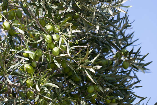 olive tree on nature with blue sky behind