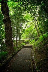 Path between the trees