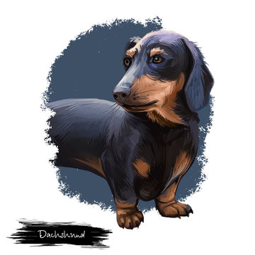 Dachshund, Weenie Dog, Teckel, badger dog digital art illustration isolated on white background. German origin scenthound dog. Cute pet hand drawn portrait. Graphic clip art design for web, print