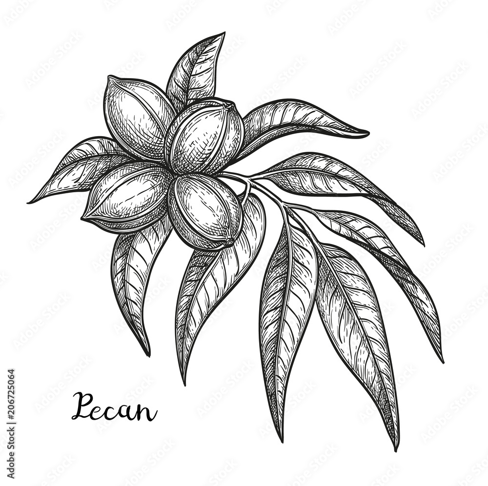 Canvas Prints ink sketch of pecan
