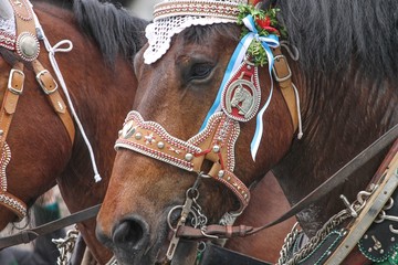 Kutschperd mit Pferdegeschirr in Bayern