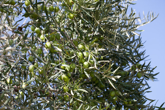 olive tree on nature with blue sky behind