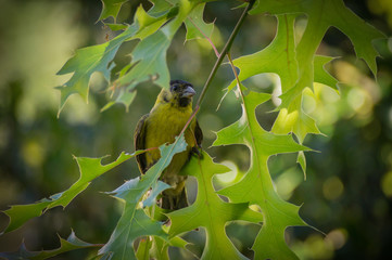 Sicalis flaveola pelzelni, yellow or golden argentine goldfinch perched on a branch of scarlet oak. Valdivia, Chile.