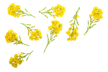 Flowers of barberries isolated on white background. Top view. Flat lay pattern