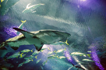 Shark in the oceanarium