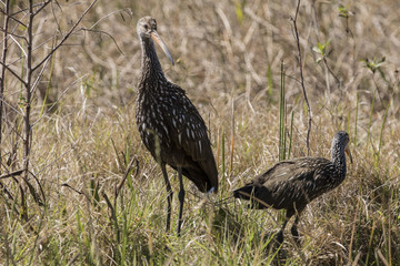 A pair adult (L) and juvenile (R) of Limpkins (Aramus guarauna) foraging for food in high grass