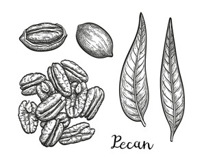 Ink sketch of pecan