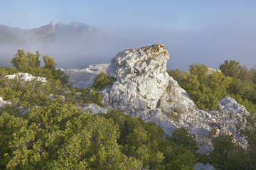 Garrigue en Provence
