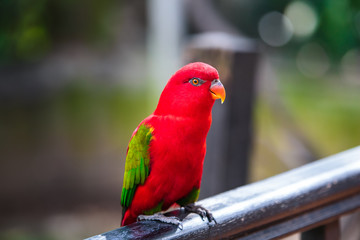 Parrot in the bird park