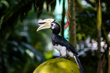 Hornbill in the bird park