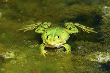 Teichfrosch (Pelophylax „esculentus“)