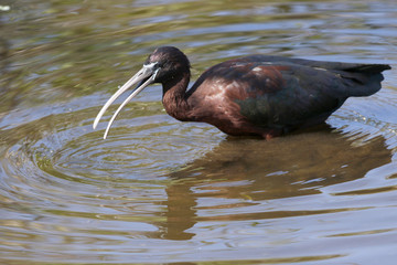 Glossy Ibis (Plegadis falcinellus), mouth open, hunting for prey food in shallow water