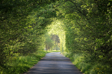 Natural green tunnel of trees on a beautiful summer day, Tura, Hungary, Europe